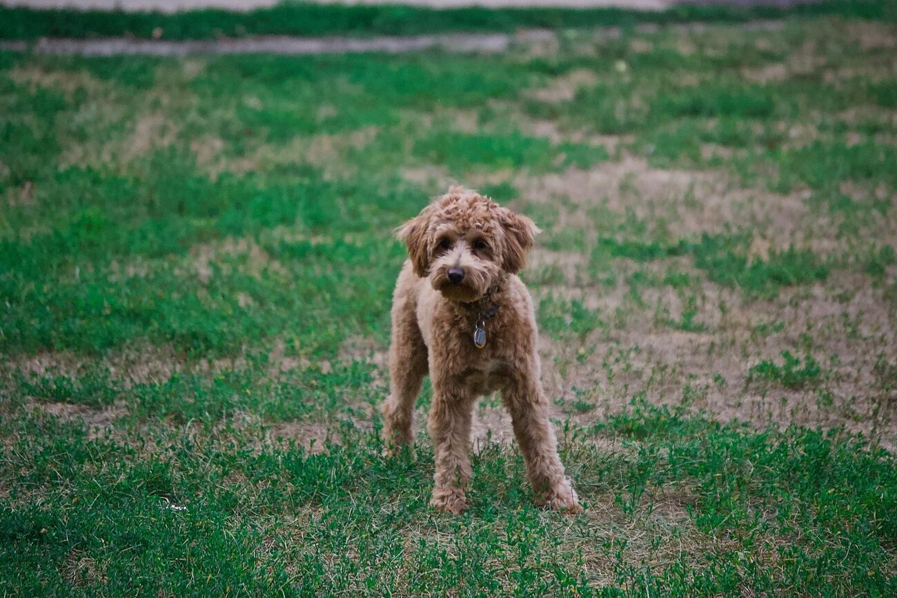 The most stunning dog crossbreeds that you may not have even seen