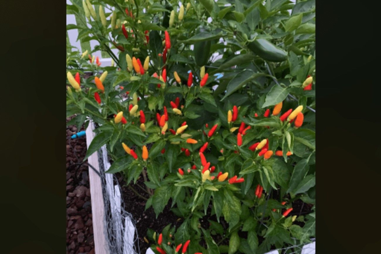34. Vibrant Chili Pepper.jpg