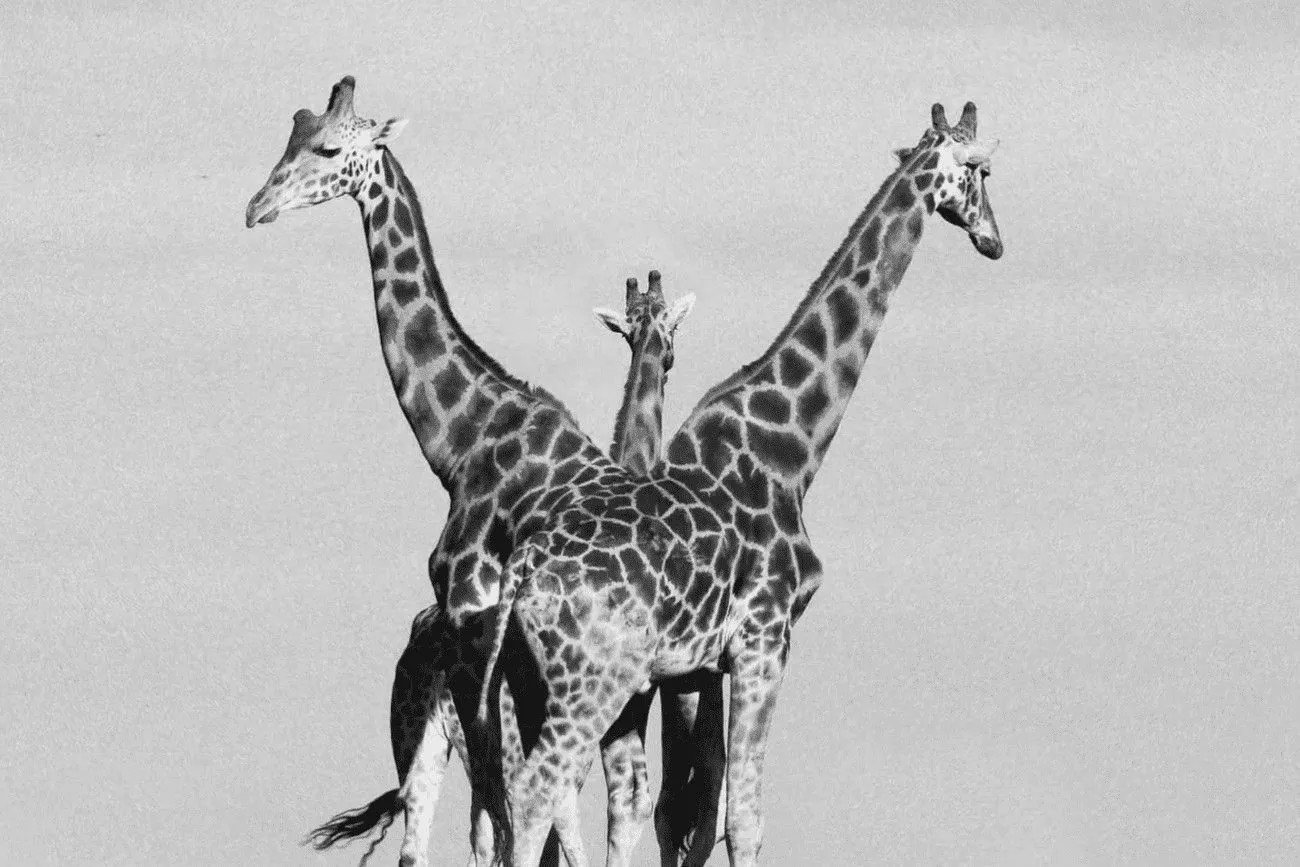 Cute giraffes.jpg?format=webp