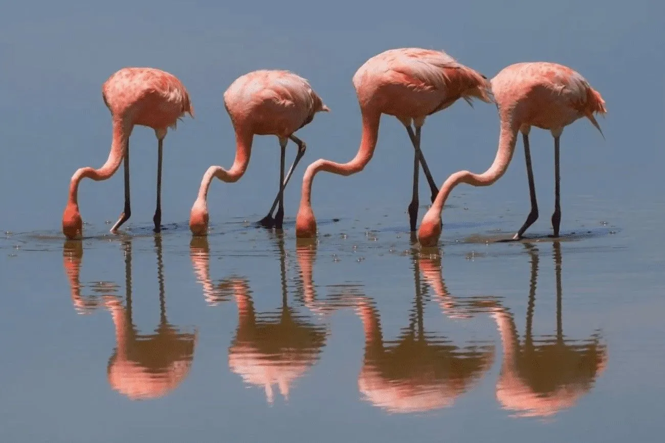 Flamingo team.jpg?format=webp