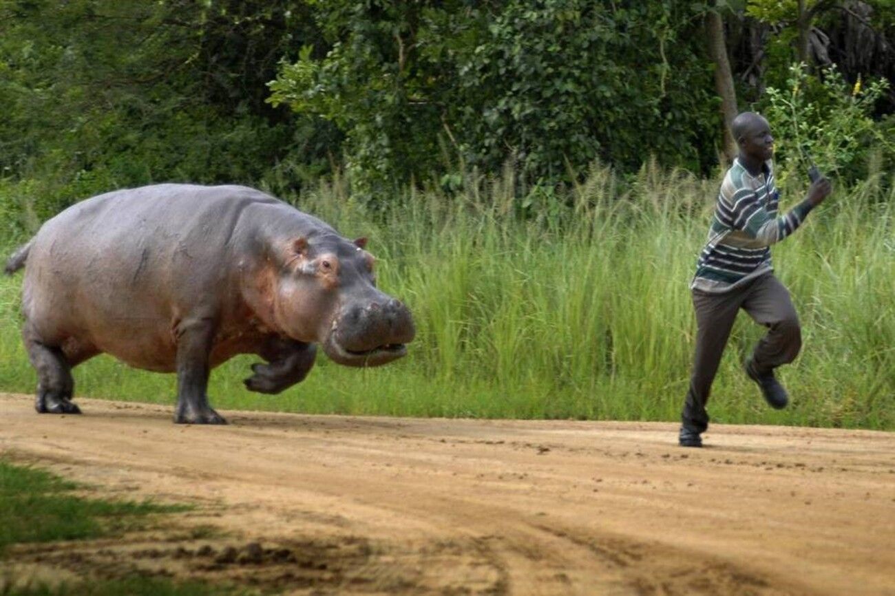 Hippo pursuit.jpg