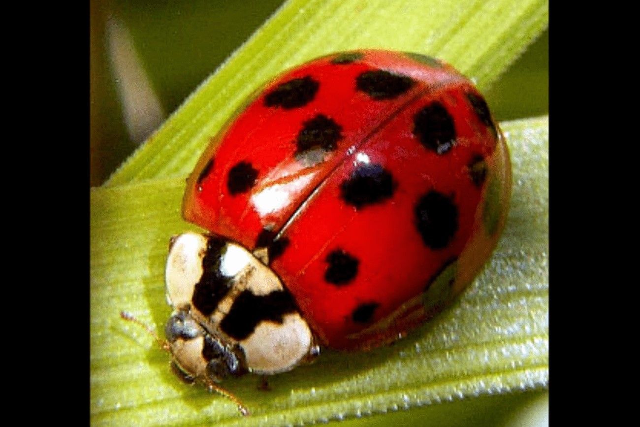 Perfect ladybug.jpg