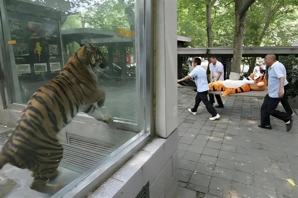 Tiger is in shock!.jpg?format=webp