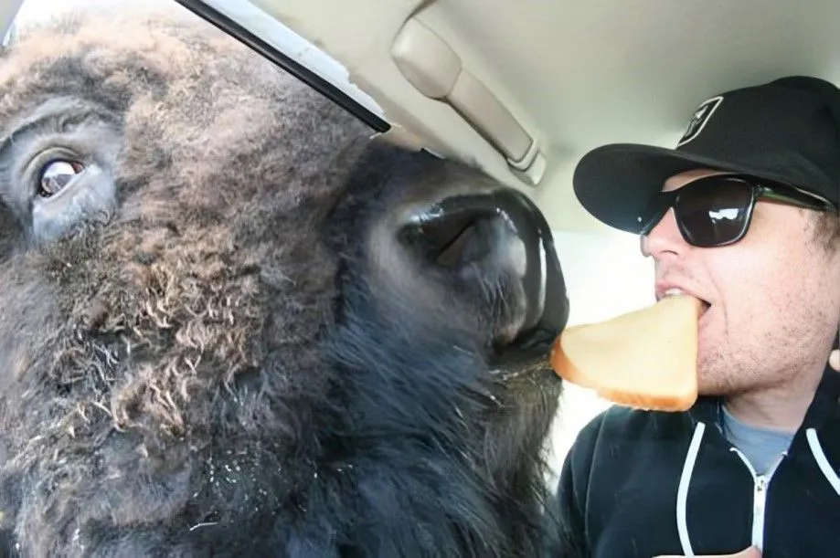 Why not have lunch together with... a bison!.jpg?format=webp